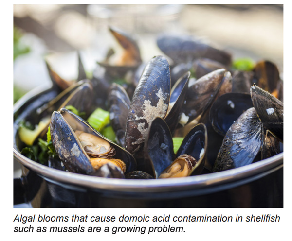 Algal blooms that cause domoic acid contamination