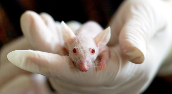 Photo of a lab mouse being held by a researcher - Photo by Pixabay on Pexels