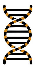 Image - TIGER Study logo of DNA with tiger stripes.