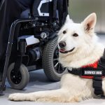 Photo: Service dog sitting next to a person in a wheelchair.