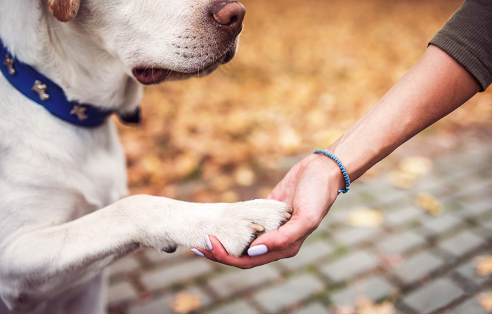 Person holding a dog's paw.
