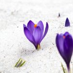 Purple flowers growing in the sand.